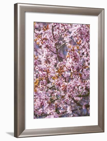 Apple Tree, Malus Spec., Branches, Blossoms, Pink-Chris Seba-Framed Photographic Print