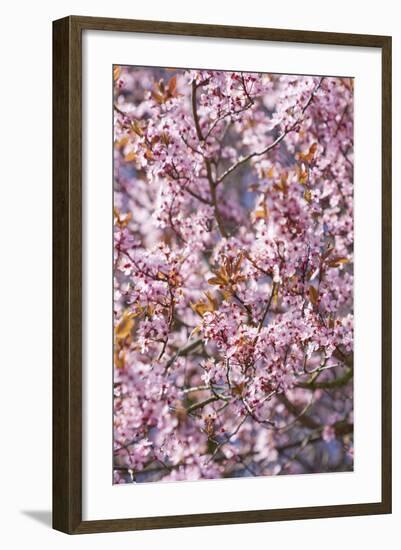 Apple Tree, Malus Spec., Branches, Blossoms, Pink-Chris Seba-Framed Photographic Print