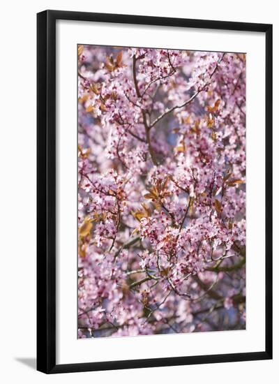 Apple Tree, Malus Spec., Branches, Blossoms, Pink-Chris Seba-Framed Photographic Print