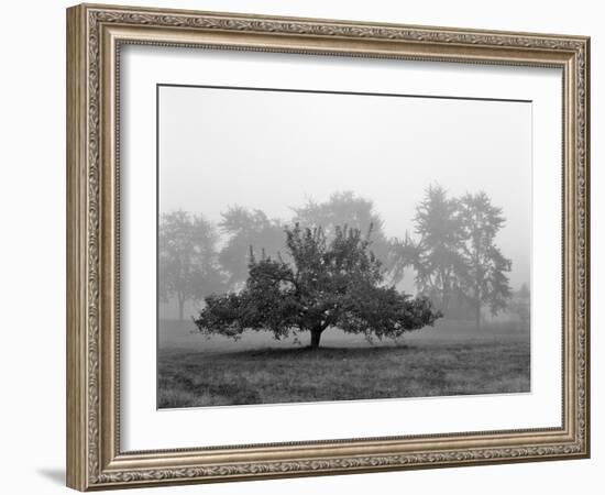 Apple Tree, Southfield, Michigan 85-Monte Nagler-Framed Photographic Print