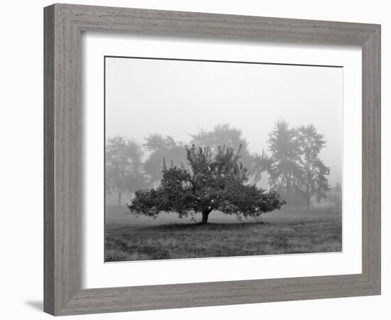 Apple Tree, Southfield, Michigan 85-Monte Nagler-Framed Photographic Print