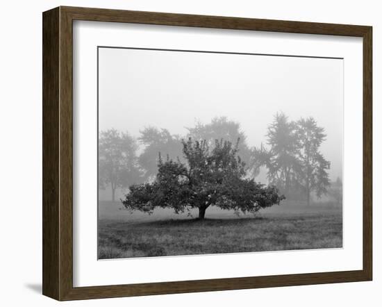 Apple Tree, Southfield, Michigan 85-Monte Nagler-Framed Photographic Print