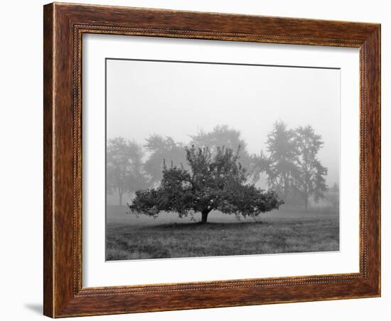 Apple Tree, Southfield, Michigan 85-Monte Nagler-Framed Photographic Print