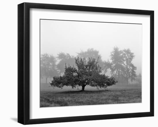 Apple Tree, Southfield, Michigan 85-Monte Nagler-Framed Photographic Print