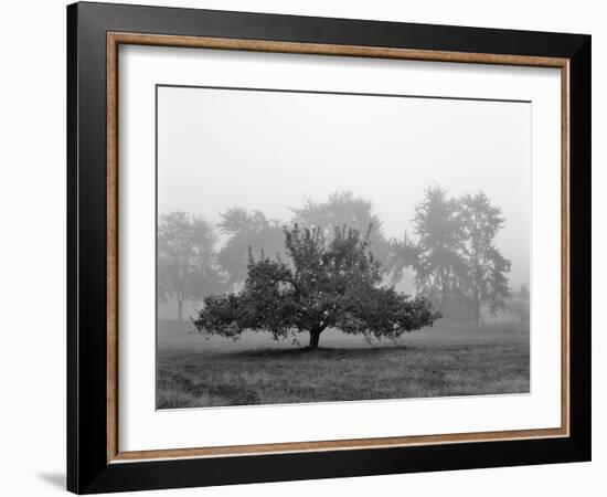 Apple Tree, Southfield, Michigan 85-Monte Nagler-Framed Photographic Print