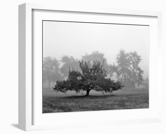 Apple Tree, Southfield, Michigan 85-Monte Nagler-Framed Photographic Print