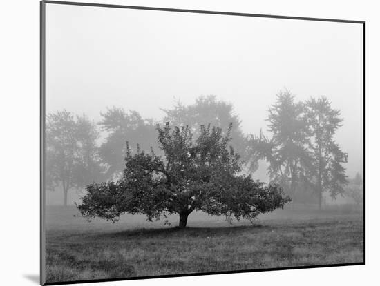 Apple Tree, Southfield, Michigan 85-Monte Nagler-Mounted Photographic Print