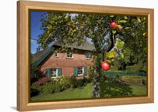 Apple-Tree with Ripe Apples in Front of a Farmhouse-Uwe Steffens-Framed Premier Image Canvas