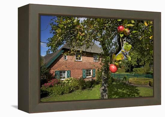 Apple-Tree with Ripe Apples in Front of a Farmhouse-Uwe Steffens-Framed Premier Image Canvas