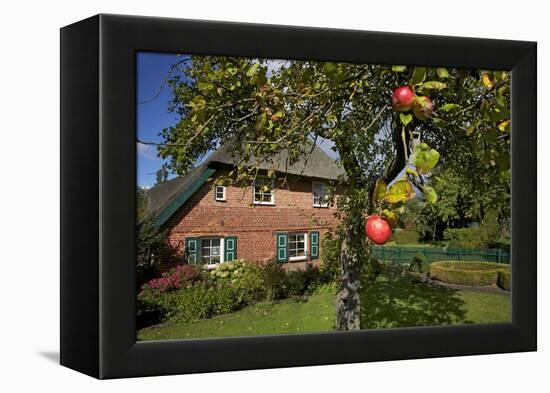 Apple-Tree with Ripe Apples in Front of a Farmhouse-Uwe Steffens-Framed Premier Image Canvas