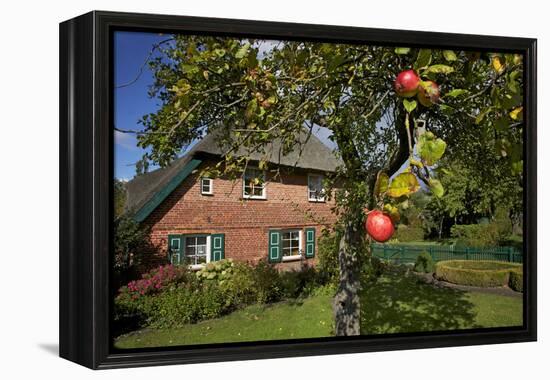 Apple-Tree with Ripe Apples in Front of a Farmhouse-Uwe Steffens-Framed Premier Image Canvas