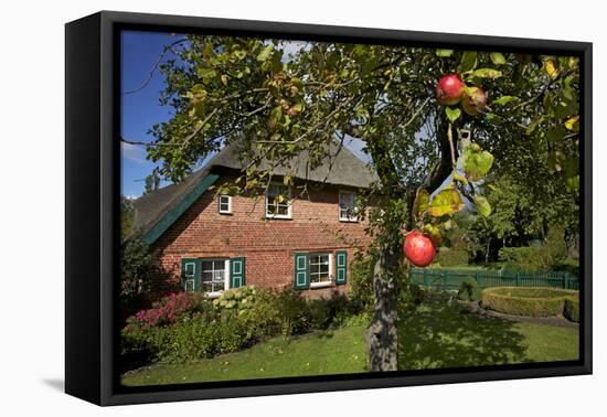 Apple-Tree with Ripe Apples in Front of a Farmhouse-Uwe Steffens-Framed Premier Image Canvas