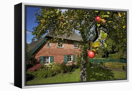 Apple-Tree with Ripe Apples in Front of a Farmhouse-Uwe Steffens-Framed Premier Image Canvas