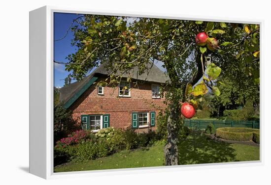 Apple-Tree with Ripe Apples in Front of a Farmhouse-Uwe Steffens-Framed Premier Image Canvas