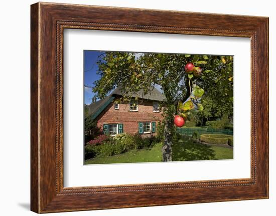 Apple-Tree with Ripe Apples in Front of a Farmhouse-Uwe Steffens-Framed Photographic Print
