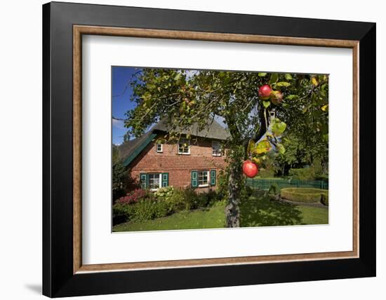 Apple-Tree with Ripe Apples in Front of a Farmhouse-Uwe Steffens-Framed Photographic Print