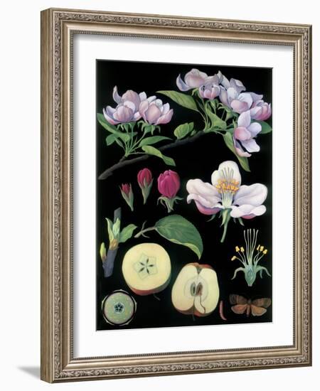 Apple Tree-null-Framed Giclee Print