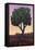 Apple Tree-James W Johnson-Framed Premier Image Canvas