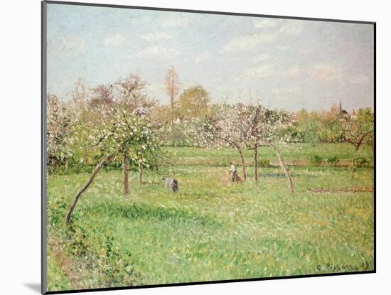 Apple Trees at Gragny, Afternoon Sun, 1900-Camille Pissarro-Mounted Giclee Print