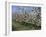 Apple Trees in Bloom, Normandie (Normandy), France-Guy Thouvenin-Framed Photographic Print