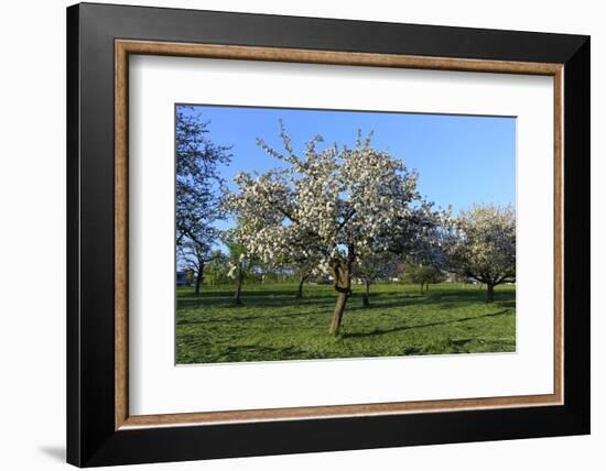 Apple-Trees in Bloom-Jurgen Ulmer-Framed Photographic Print