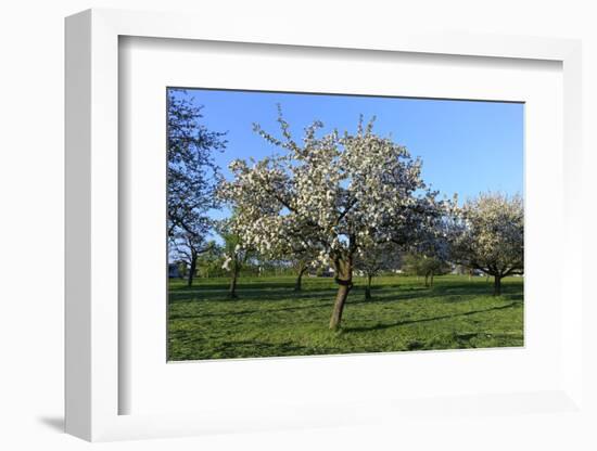 Apple-Trees in Bloom-Jurgen Ulmer-Framed Photographic Print