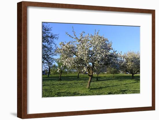 Apple-Trees in Bloom-Jurgen Ulmer-Framed Photographic Print