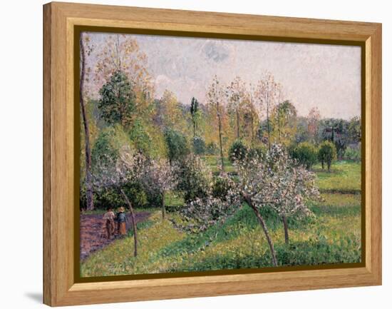 Apple Trees in Blossom, Eragny, 1895-Camille Pissarro-Framed Premier Image Canvas