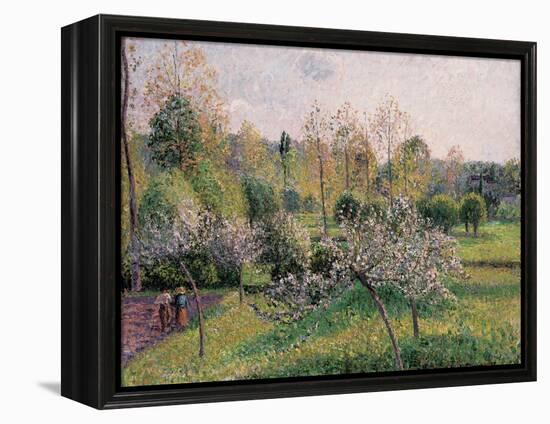 Apple Trees in Blossom, Eragny, 1895-Camille Pissarro-Framed Premier Image Canvas