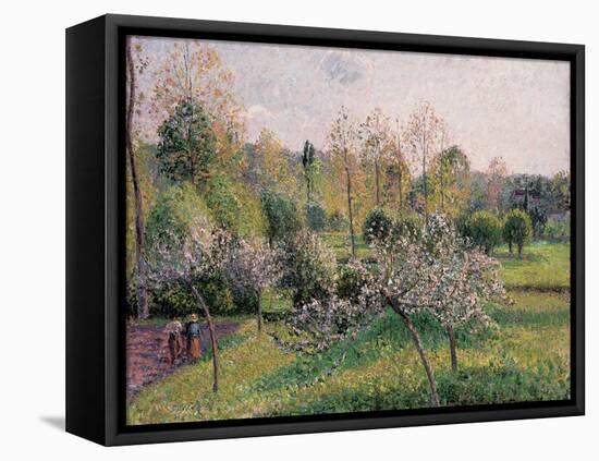 Apple Trees in Blossom, Eragny, 1895-Camille Pissarro-Framed Premier Image Canvas