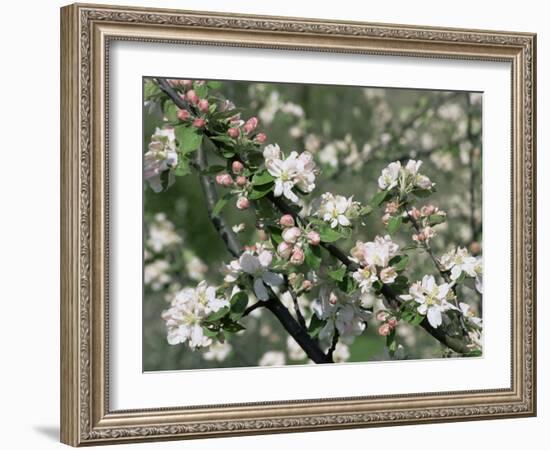 Apple Trees in Blossom, Normandy, France-Guy Thouvenin-Framed Photographic Print