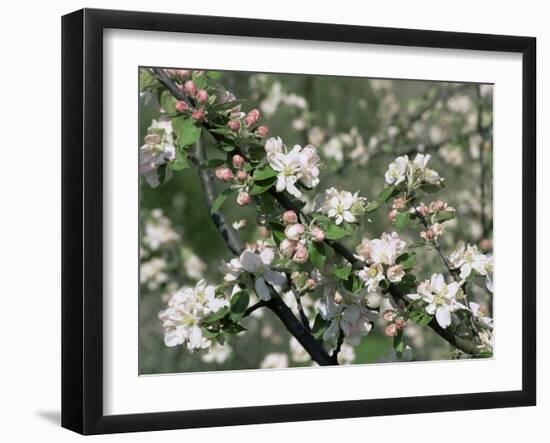 Apple Trees in Blossom, Normandy, France-Guy Thouvenin-Framed Photographic Print