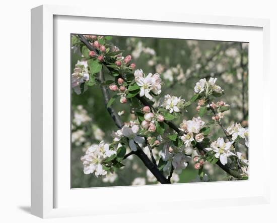 Apple Trees in Blossom, Normandy, France-Guy Thouvenin-Framed Photographic Print