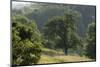 Apple Trees in Meadow, Roudenhaff, Mullerthal, Luxembourg, May 2009-Tønning-Mounted Photographic Print