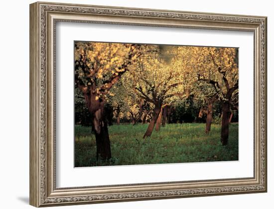Apple Trees In The Sunset-null-Framed Art Print