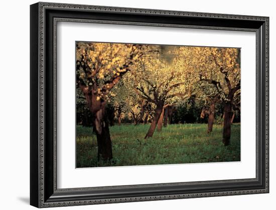 Apple Trees In The Sunset-null-Framed Art Print