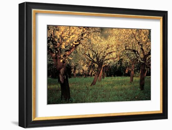 Apple Trees In The Sunset-null-Framed Art Print