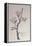 Apple, Walberswick, 1915-Charles Rennie Mackintosh-Framed Premier Image Canvas