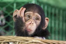 Chimpanzee Face-apple2499-Photographic Print