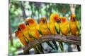 Photographic Print