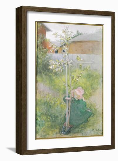 Appleblossom, 1894-Carl Larsson-Framed Giclee Print