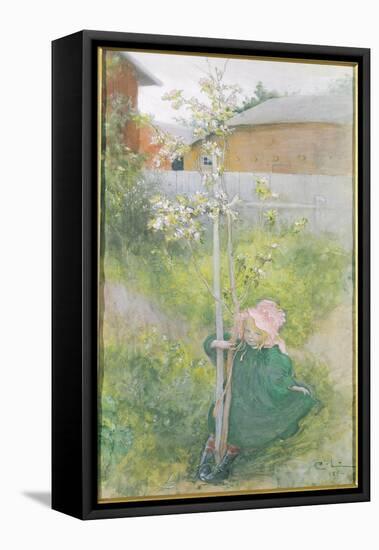 Appleblossom, 1894-Carl Larsson-Framed Premier Image Canvas