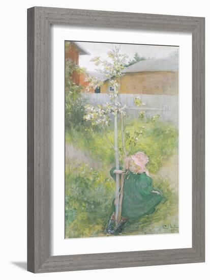 Appleblossom, 1894-Carl Larsson-Framed Giclee Print