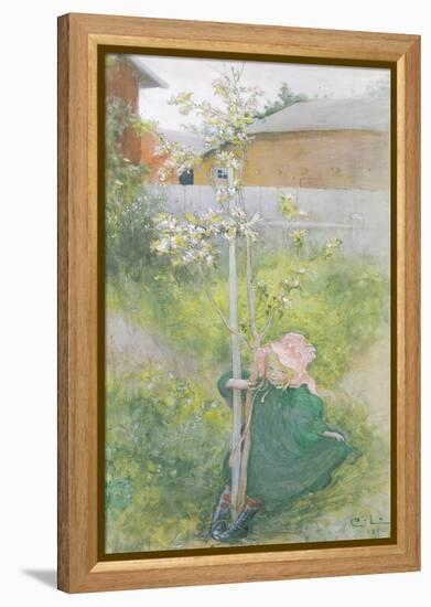 Appleblossom, 1894-Carl Larsson-Framed Premier Image Canvas