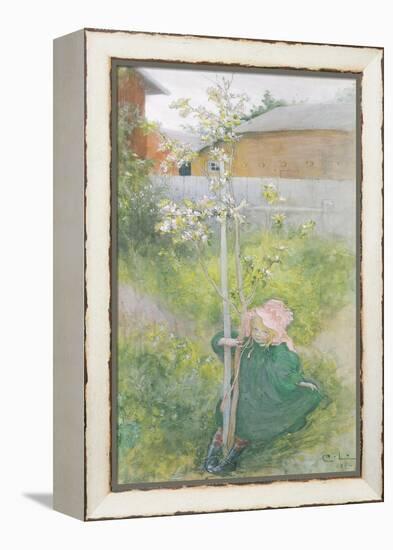 Appleblossom, 1894-Carl Larsson-Framed Premier Image Canvas