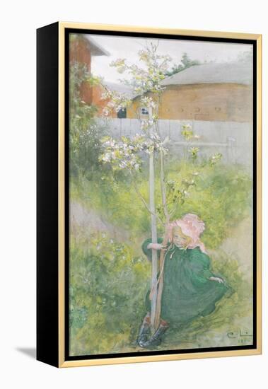 Appleblossom, 1894-Carl Larsson-Framed Premier Image Canvas