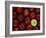 Apples #3-Monte Nagler-Framed Photographic Print