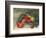 Apples and Holly-Carol Rowan-Framed Premium Giclee Print