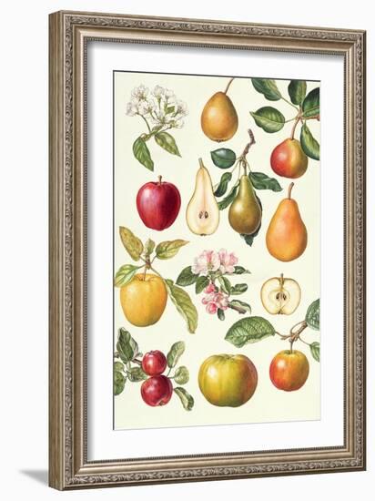 Apples and Pears-Elizabeth Rice-Framed Giclee Print