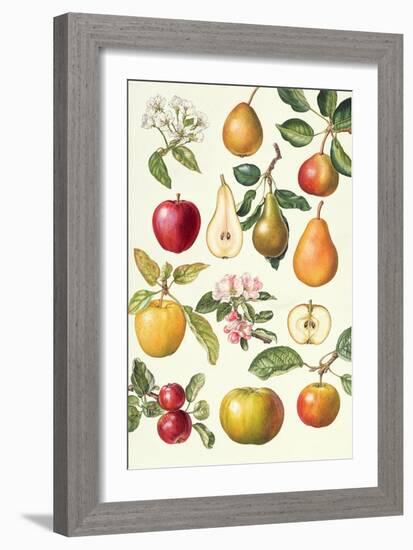 Apples and Pears-Elizabeth Rice-Framed Giclee Print